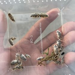 Isopods “Dairy cows” 