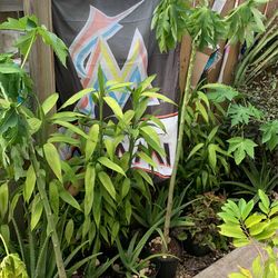 Selling All Types If Plants Dm For More Information