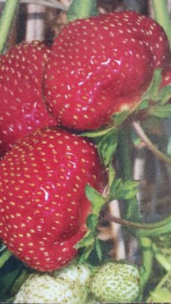 Strawberry Ozark. Healthy, young bushes ready to plant. Zone 3-8.