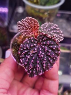 Begonia Pink Urchin