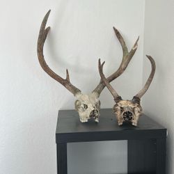 Replica Deer skull Display