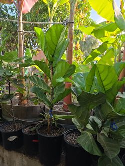 Fiddle Leaf Fig Tree 2- 3ft plus.