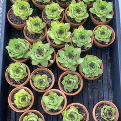 24 Succulents In 2inch Clay Pots 