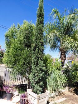 Italian cyprees tree 24gln 9ft
