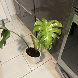 Houseplant 