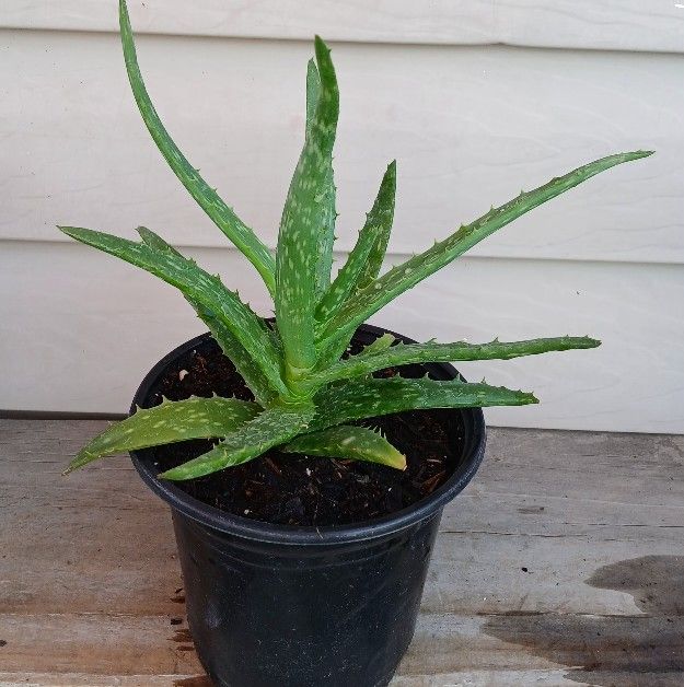 Aloe Nights Sky Succulent Plant 🪴 (B)