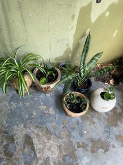 House plants lot Encino