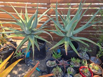 Aloe africana Verigated