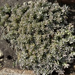 a heap of Beautiful plant 