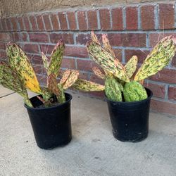 Opuntia Sunburst Cactus $10 each