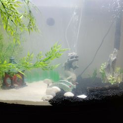 36 Gallon Fishtank And Stand