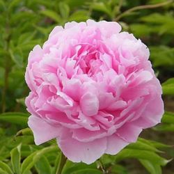 Peony(perennial)