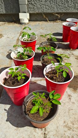 Moringa oleifera drumstick malunggay plant