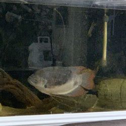 Fish Tank Decoration.