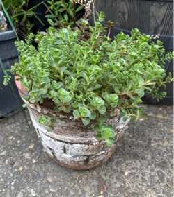 Sedum Succulent Arrangement in Rustic Terracotta Pot. Read description 1st
