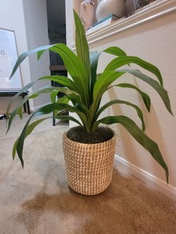 Feaux Plant in Basket