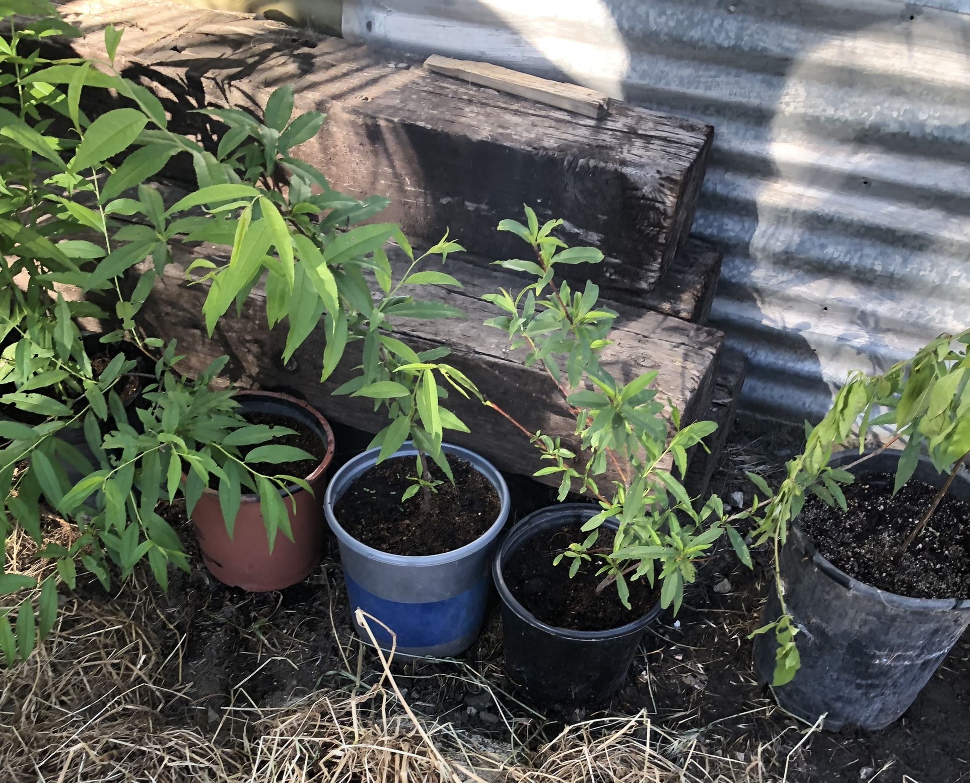 Sweet Peach Tree / Árboles De Duraznos