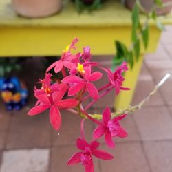 Sun Loving Orchids Epidendrum Radicans, Orange. Red, Yellow, Lilac So Easy To Grow And Care For. 4" Pots Starters $5.00 Only