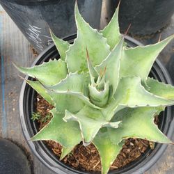 Agave Ovatifolia