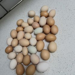 Fresh Organic Eggs 🥚 