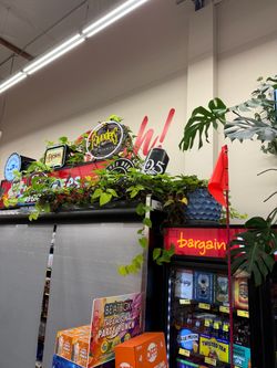 Assorted plants
