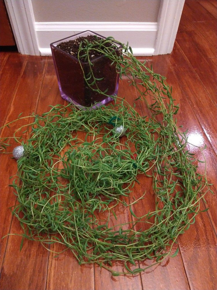 String Of Bananas LIVE PLANT