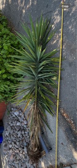 FREE Yucca - 10 ft