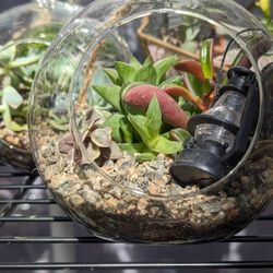 Succulent Terrarium 