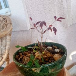 Emerald  Glazed  Bonsai Bowl With Sacred Bamboo Bonsai Etc
