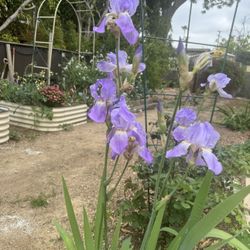 Iris