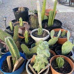 Assorted Cacti For Sale 
