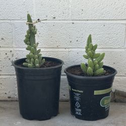 Rare Echinopsis chamaecereus or Peanut cactus cacti Plant