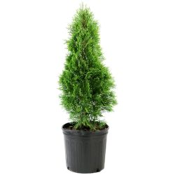 Emerald green arborvitae shrubs trees 4ft 6ft