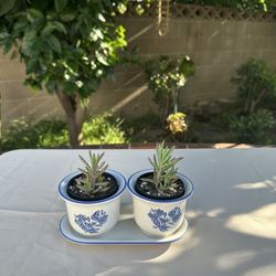 Mother Of A Thousands Succulent - ✨💕 Live Plants Set Of Two 