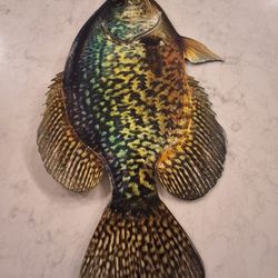 Metal Replica Crappie Fish 