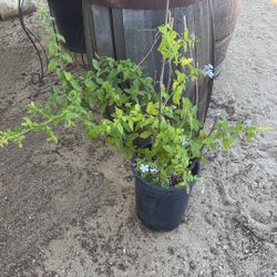Blue Plumbago Plant