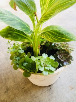 Plant 🪴 🌱