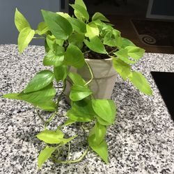 Plant