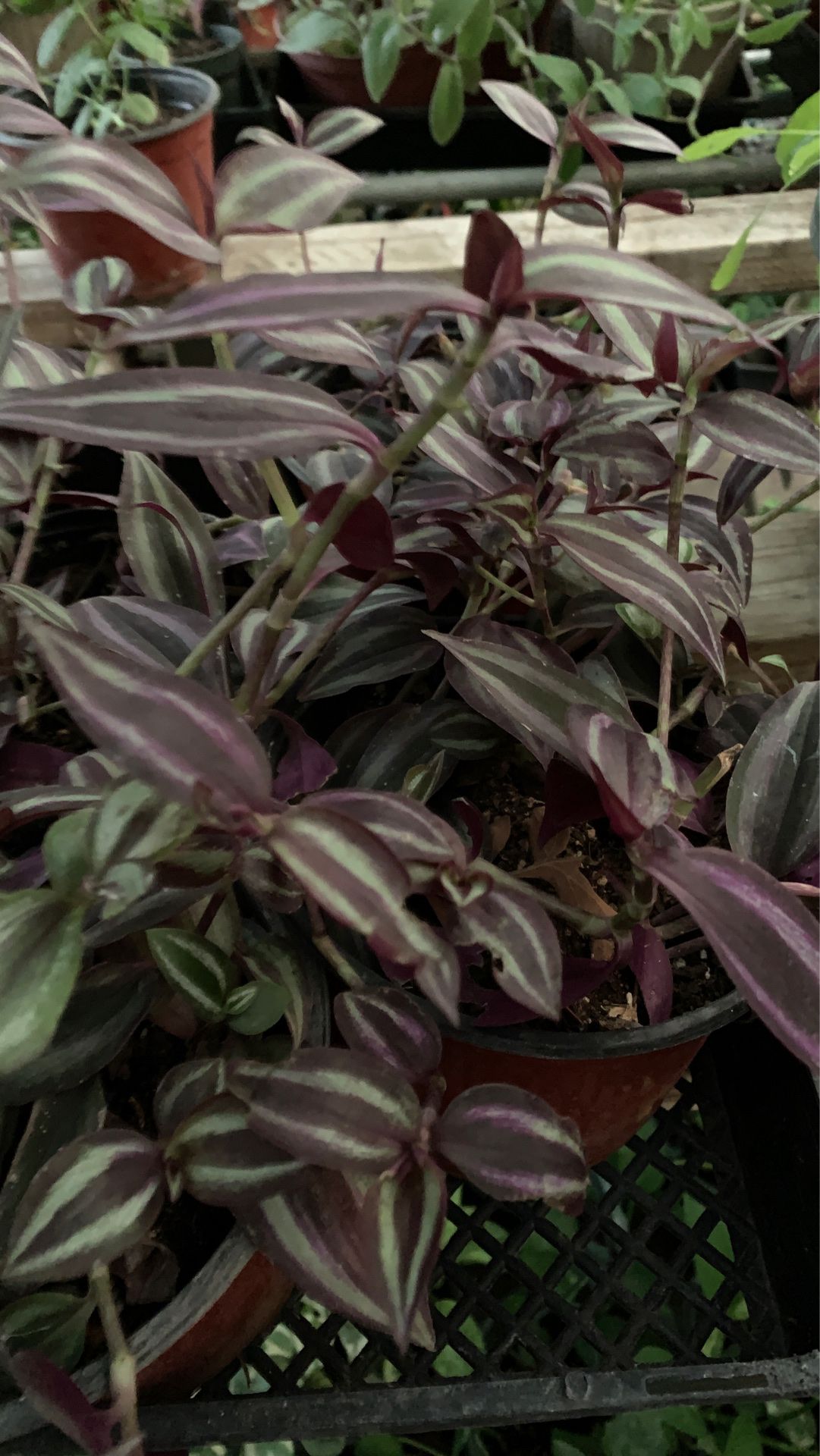 Purple yew plant