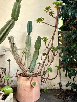 4 Feet Peruvian Apple Cactus & Aeonium Succulent Arrangement in Cylindrical Terracotta Planter