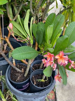 Peach plumeria
