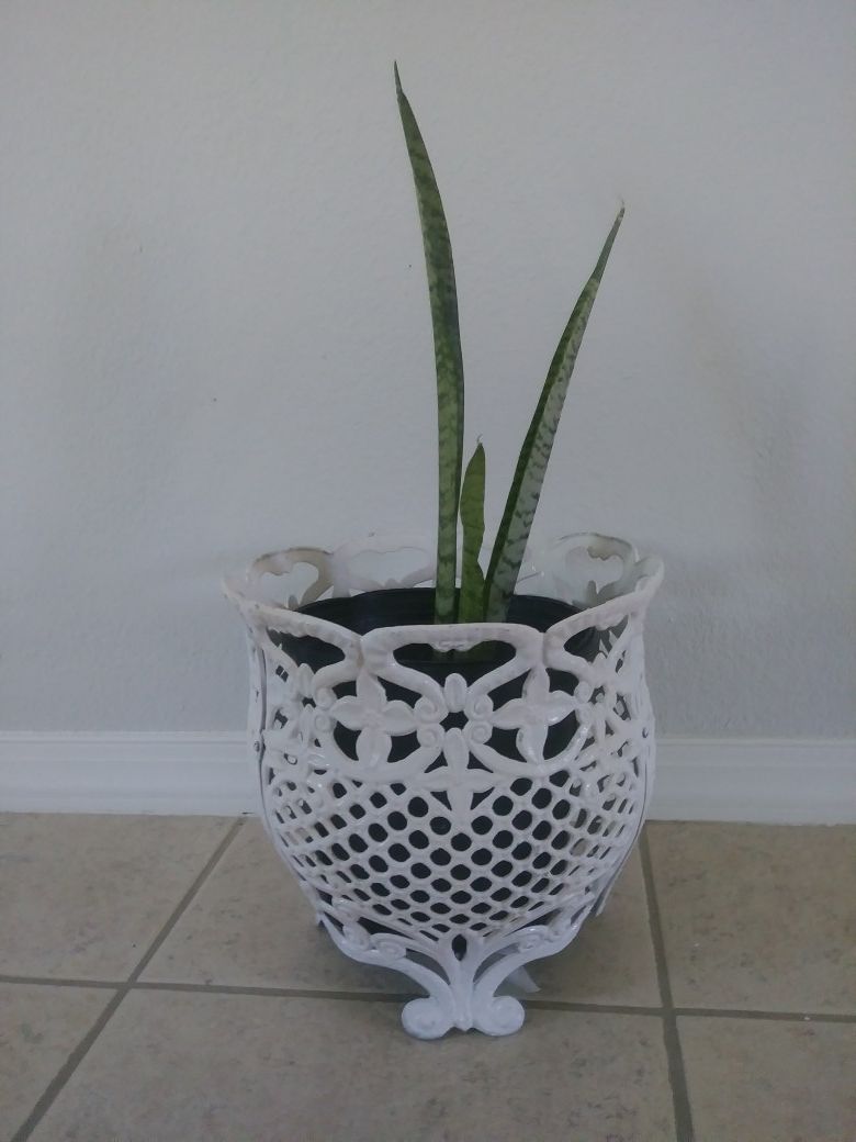Snake plant with metal pot. $15