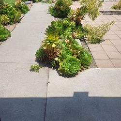 Succulents For Sale
