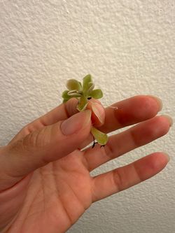 Pinguicula no id