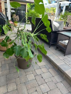 House plant
