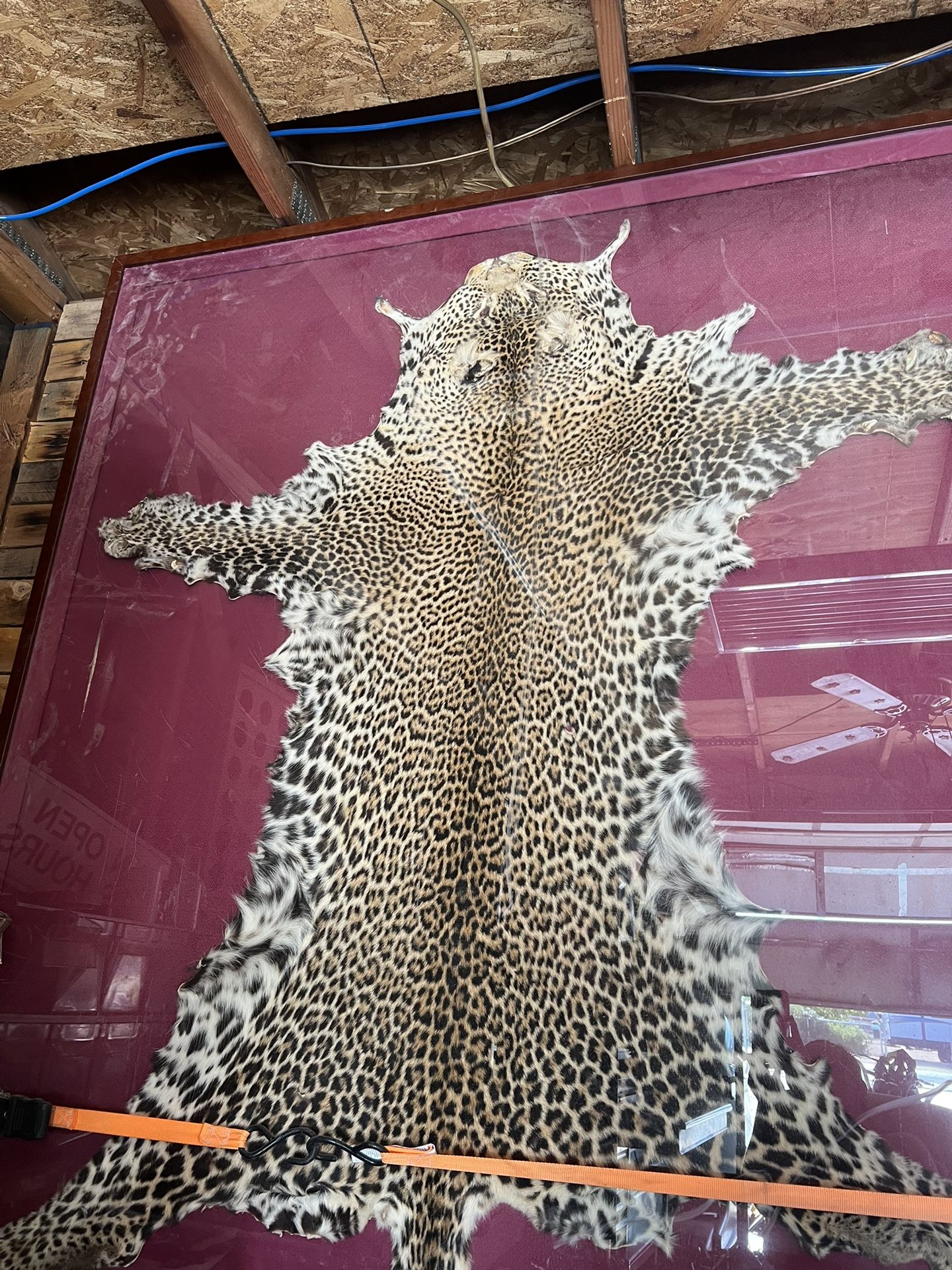 Animal Skin