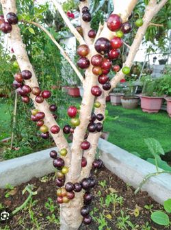 Red jaboticaba/ nho than go tu quy 200$ to 250$