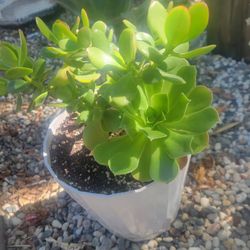 Jade Plant With 2 Aeoniums 