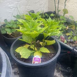 Hot Pepper Plants 