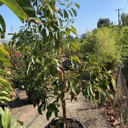 Hass Avocado Tree
